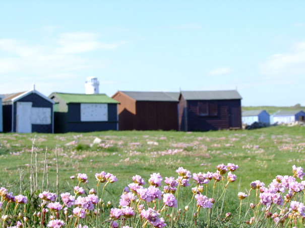 A picture of Portland Bill Flowers and Wildlife