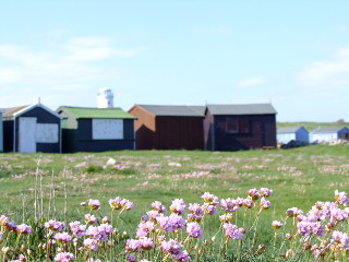 Portland Bill is famous for its red and white Portland Bill lighthouse but it is also a haven for bird watching and enjoying the whild life and flowers found around Portland Bills dramatic coastline